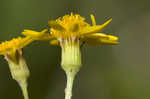 Roundleaf ragwort